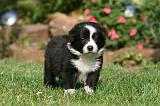 BORDER COLLIE 1251